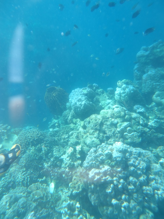The corals are much more alive in actual than in this picture. :) The no-reef and deep area is scary to look at! 