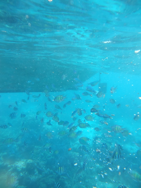 Few fishes feasting on the algae attached to our boat. Check the coral on the lower part of the picture. :) 